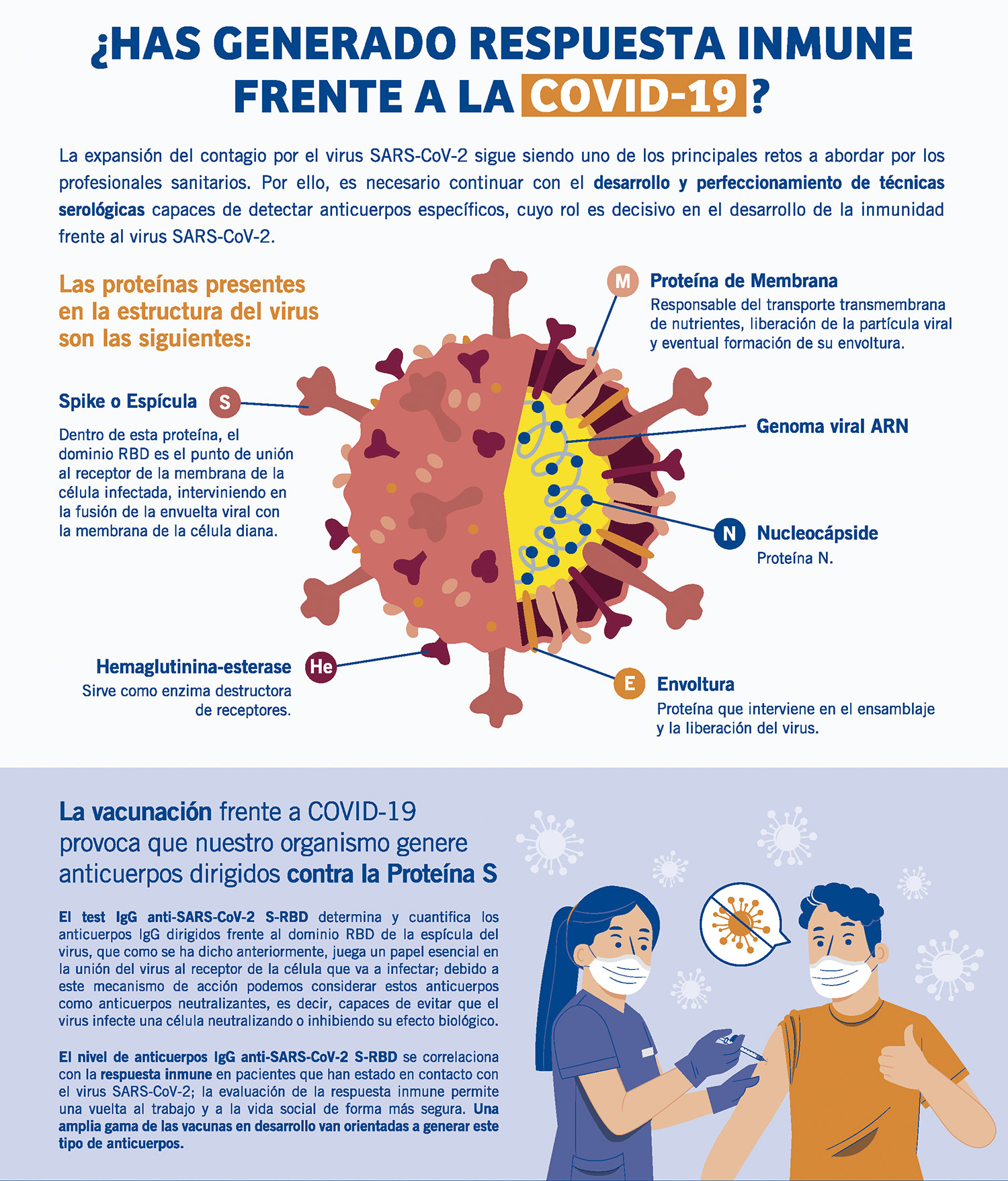 inmunidad anticuerpos covid19